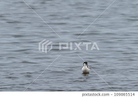 pied avocet near Walvis Bay 109865514