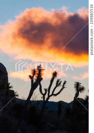 Sunrise in Joshua Tree 109865516