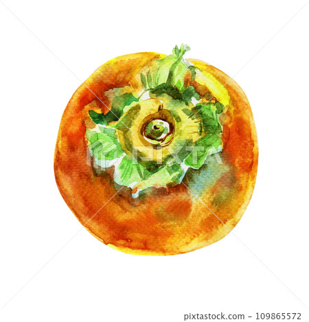 Hand drawn watercolor persimmon, isolated on white background. Delicious fruit clip-art illustration. Realistic painting,would look great on fabric, kitchen towels or food packaging 109865572