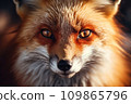 Close-up shot of a red fox with sunlight looking at the camera. 109865796