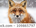 Image of a red fox in the snow looking straight at the camera. 109865797