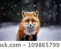 In the winter snow, a red fox looks towards the camera. 109865799
