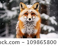 Picture of a red fox in the winter snow. 109865800