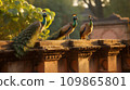 The Asian peacock perches on an ancient temple wall. 109865801