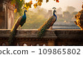 Peacocks perched on an ancient temple wall in golden sunlight. 109865802