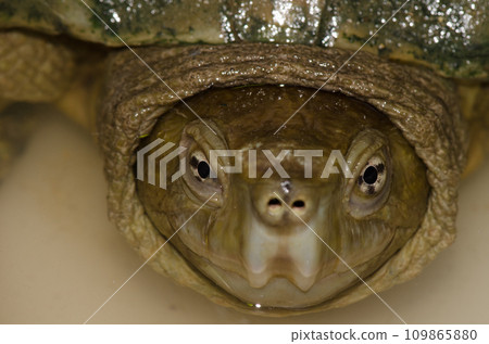 Iberian pond turtle. Iberian pond turtle. 109865880