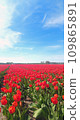 荷蘭鬱金香田 109865891