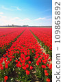 荷蘭鬱金香田 109865892