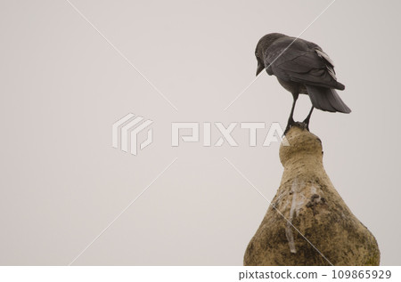 Western Eurasian jackdaw. Western Eurasian jackdaw. 109865929