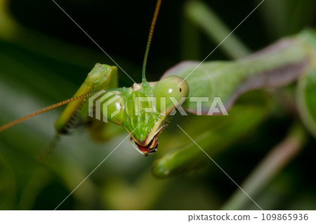 European mantis cleaning itself. European mantis cleaning itself. 109865936