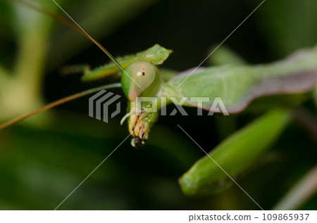 European mantis cleaning itself. 109865937