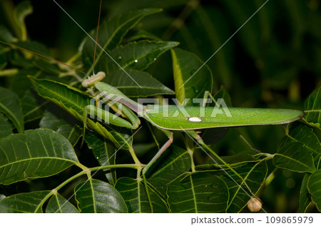 European mantis Mantis religiosa. 109865979