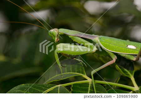 European mantis Mantis religiosa. European mantis Mantis religiosa. 109865980