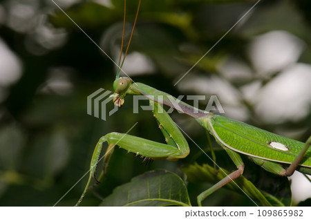 European mantis Mantis religiosa. 109865982