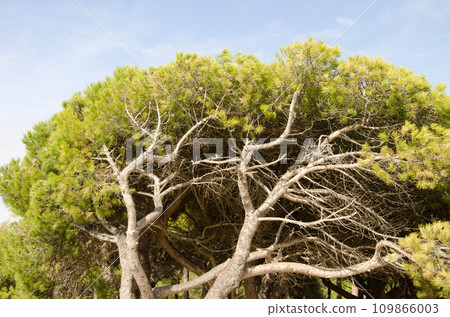 Stone pine Pinus pinea. Stone pine Pinus pinea. 109866003