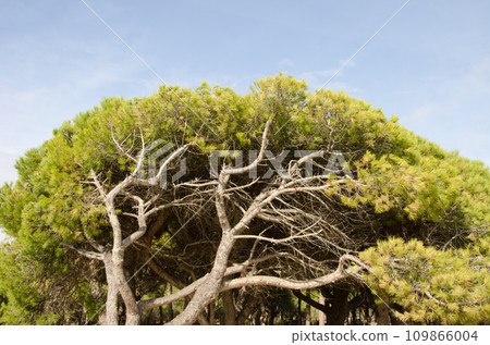 Stone pine Pinus pinea. Stone pine Pinus pinea. 109866004