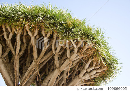 Canary Islands dragon tree. Canary Islands dragon tree. 109866005