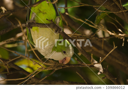 Monk parakeet biting a tree branch. Monk parakeet biting a tree branch. 109866012