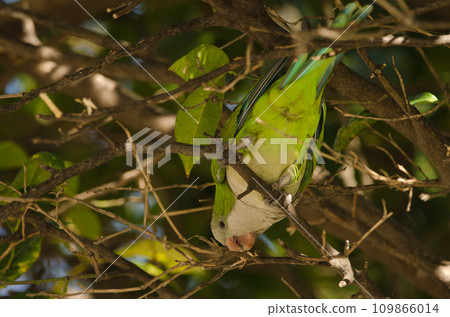 Monk parakeet biting a tree branch. 109866014