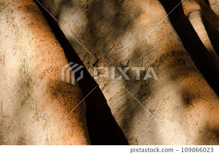 Trunk of Chinese banyan. 109866023