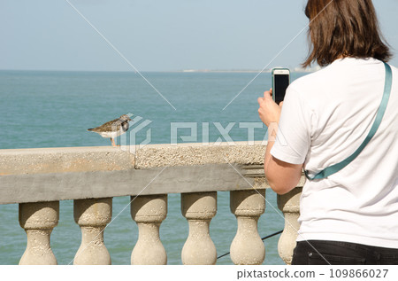 Woman photographing a ruddy turnstone. 109866027