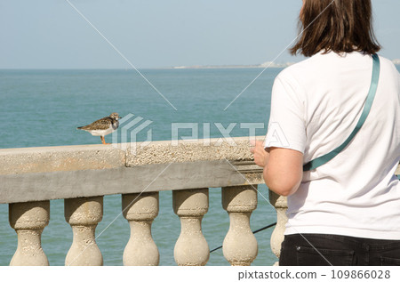 Woman looking at a ruddy turnstone. Woman looking at a ruddy turnstone. 109866028