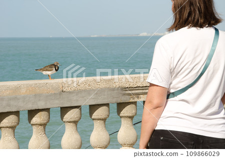Woman looking at a ruddy turnstone. 109866029