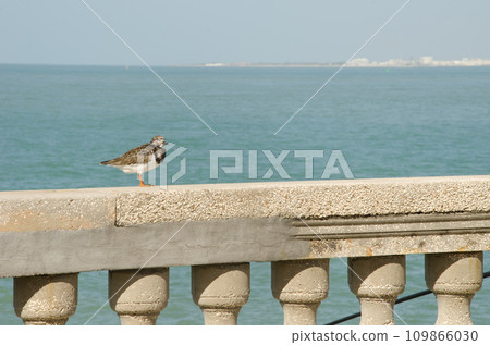 Ruddy turnstone on a wall. 109866030