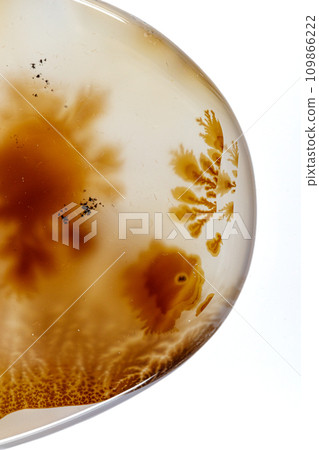 macro mineral stone Agata muschiata on a white background  109866222
