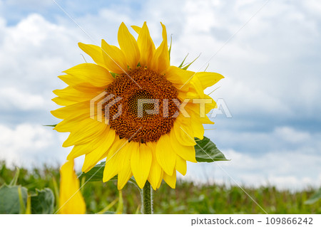 Beautiful field of yellow sunflowers on a background of blue sky with clouds 109866242