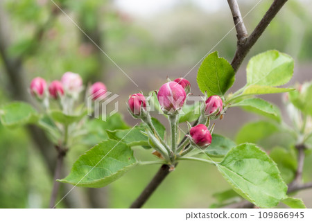 Apple blossom in spring, close-up Apple blossom in spring, close-up 109866945