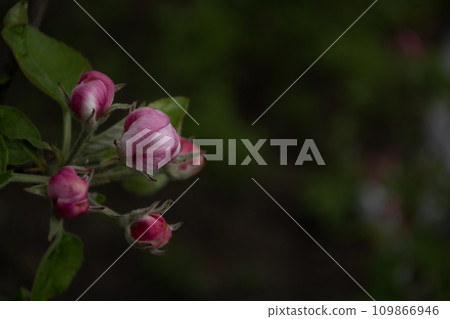 Apple blossoms on a branch in spring. Apple blossoms on a branch in spring. 109866946