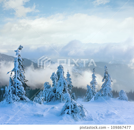 Snowy fir trees on morning winter mountain slope. Snowy fir trees on morning winter mountain slope. 109867477