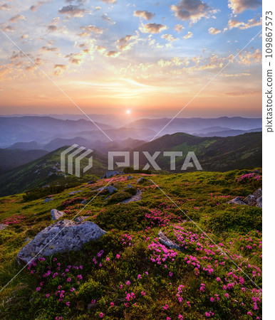 Early morning summer misty mountain top. Carpathian, Ukraine. 109867573