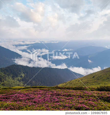 Pink rose rhododendron flowers on summer mountain slope Pink rose rhododendron flowers on summer mountain slope 109867695