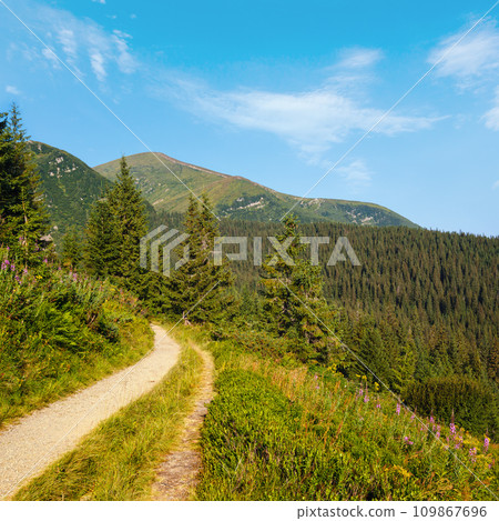 Pink blooming Sally and yellow hypericum flowers near path on summer mountain slope. Chornohora ridge, Carpathian mountains, Ukraine. Pink blooming Sally and yellow hypericum flowers near path on summer mountain slope. Chornohora ridge, Carpathian mountains, Ukraine. 109867696