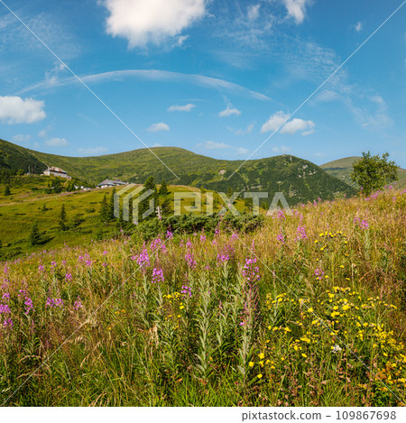 Pink blooming Sally and yellow hypericum flowers on summer mountain slope. In far - Pozhyzhevska weather and botanic stations (building was laid in 1901), Chornohora ridge, Carpathian, Ukraine. 109867698