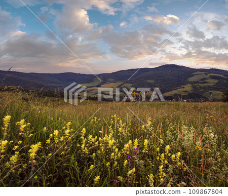 Picturesque June Carpathian mountain countryside meadows. with beautiful wild flowers 109867804
