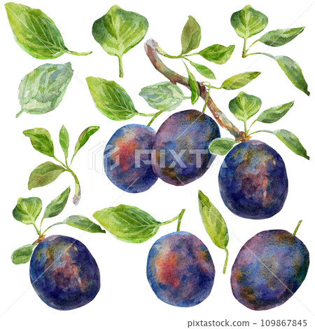 The plums leaves set on a white background. Realistic illustration with watercolor hand drawn. Would look great on fabric, kitchen towels or food packaging The plums leaves set on a white background. Realistic illustration with watercolor hand drawn. Would look great on fabric, kitchen towels or food packaging 109867845