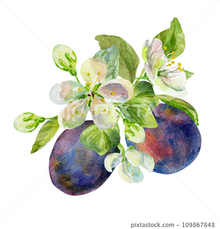 The branch of the plums with leaves and flowers on an isolated on a white background. Realistic illustration with watercolor hand drawn. Would look great on fabric, kitchen towels or food packaging 109867848