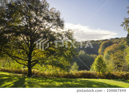 Trees decorated in autumn colors near Nijmegen Trees decorated in autumn colors near Nijmegen 109867849