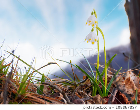 spring snowflake flower blooming on a sunny day. springtime messenger plant 109867857