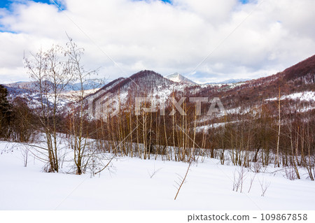mountainous winter landscape. scenery with leafless birch trees on a snow covered hill on a cloudy day 109867858
