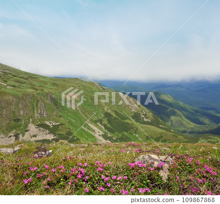 Rhododendron flowers in summer mountain Rhododendron flowers in summer mountain 109867868