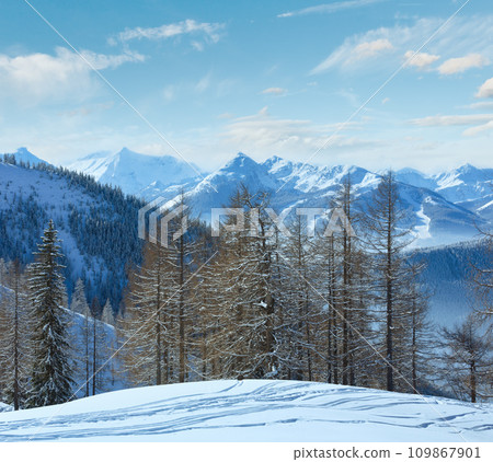 Winter grove near Dachstein mountain massif Winter grove near Dachstein mountain massif 109867901