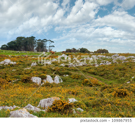 Cow herd on summer hill. 109867955