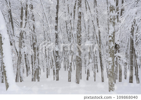 有大雪的山毛櫸森林 有大雪的山毛櫸森林 109868040