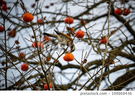 Thrush pecking a persimmon Thrush pecking a persimmon 109868436