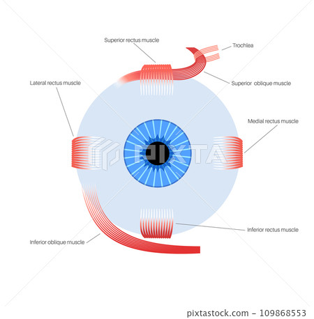 Extraocular muscles anatomy Extraocular muscles anatomy 109868553