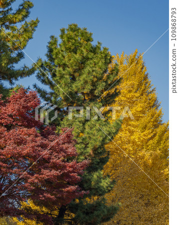 Autumn landscape with red, green, and yellow trees lined up against a blue sky (maple, pine, ginkgo) Autumn landscape with red, green, and yellow trees lined up against a blue sky (maple, pine, ginkgo) 109868793
